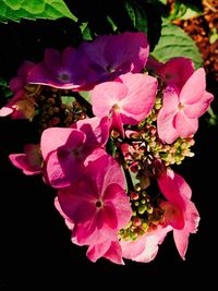 Close-up of pink flowers blooming outdoors