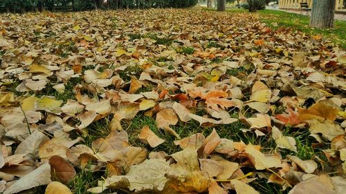 Fallen leaves on ground