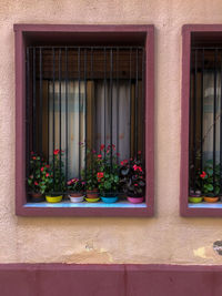 Potted plants