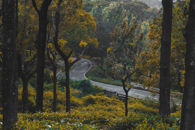 Trees growing in forest during autumn