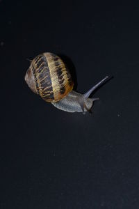 Close-up of snail on black background