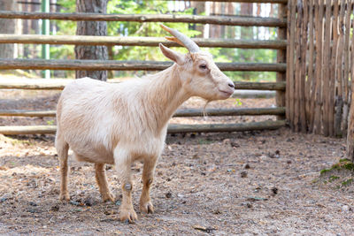 A beige miniature cameroon goat with horns stands sideways, looking at camera.