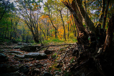 Trees in forest during autumn