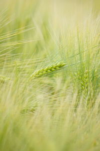 Close-up of plant