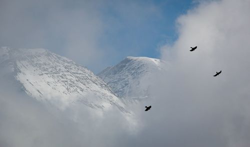 Low angle view of birds flying against sky