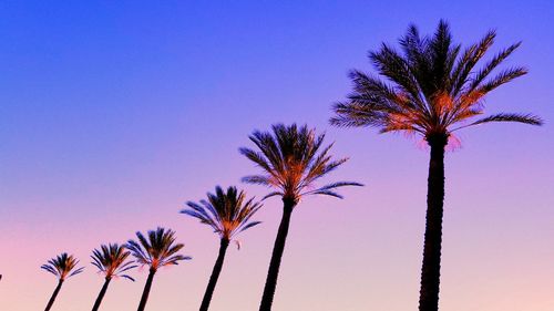 Low angle view of palm trees against blue sky