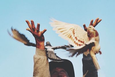 Low angle view of birds in flight