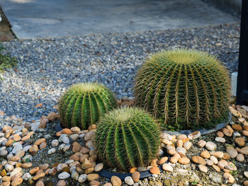 Close-up of cactus plant