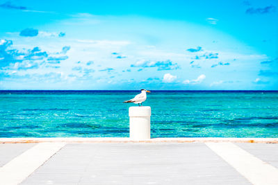 Lone seagull standing watch on a pier post by the clear blue water of grand cayman