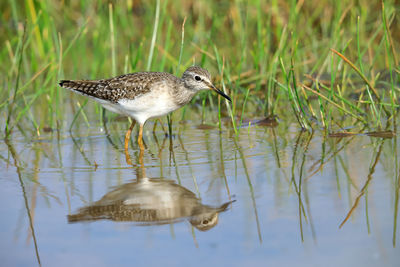 Side view of a bird in water