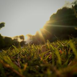 Close-up of grass on field against clear sky