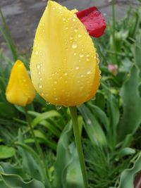 Close-up of wet yellow rose in rainy season