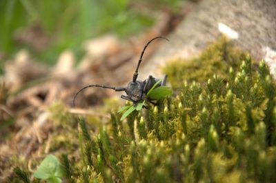 Close-up of insect on plant