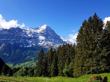 Pine trees on snowcapped mountains against sky