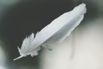 Close-up of white flower