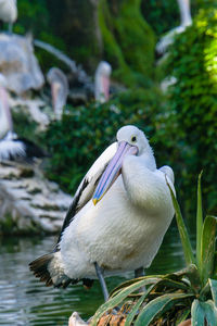 Close-up of bird perching on a plant