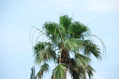 Low angle view of coconut palm tree against sky