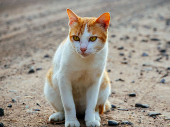 Close-up of cat