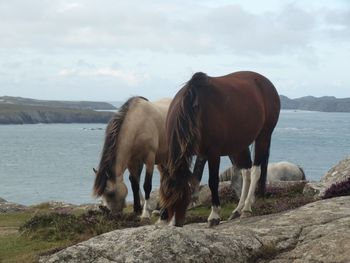 Horses standing on rocks by sea against sky