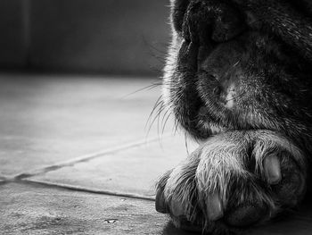 Close-up of a dog resting on floor