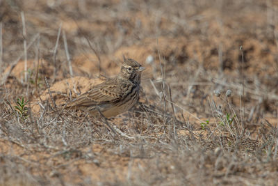 Bird perching on a field