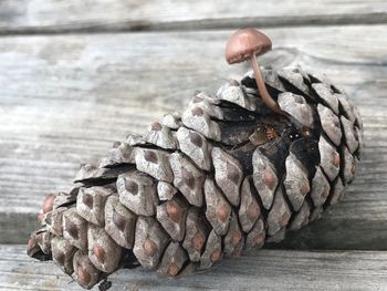 Close-up of lizard on wood