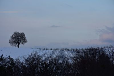 Bare trees on snow covered landscape against sky