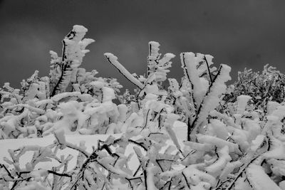 Close-up of snow on plants during winter