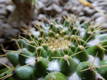 Close-up of frozen plant