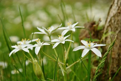 View of white flowers on plant