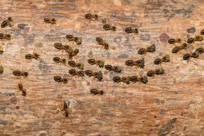 High angle view of ants on tree trunk