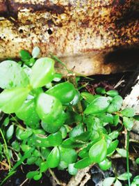 Close-up of ant on plant