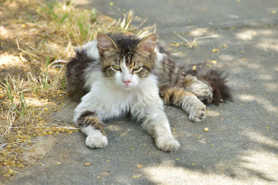 Close-up of cat