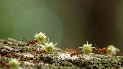 Close-up of white flowering plant