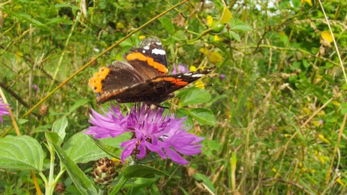 Close-up of butterfly on flower