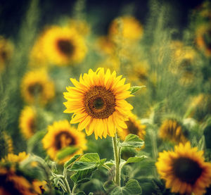 Close-up of yellow flowering plant