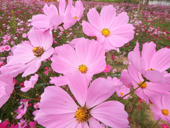 Close-up of pink cosmos flowers