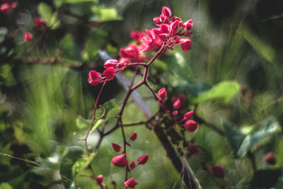 Close-up of pink flowering plant