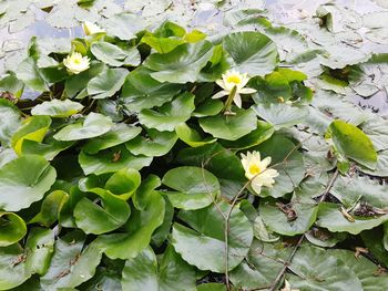 Close-up of flowers blooming outdoors