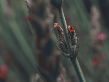 Close-up of flower bud growing outdoors