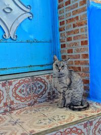 Cat sitting on closed door