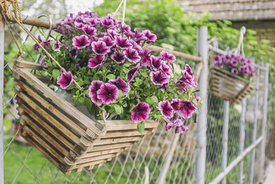 Close-up of pink flowers in basket
