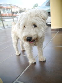 Close-up portrait of dog