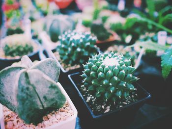 Close-up of succulent plant in pot