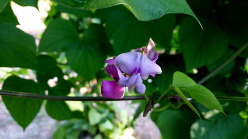 Close-up of pink flowers