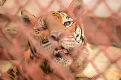 Close-up of a cat