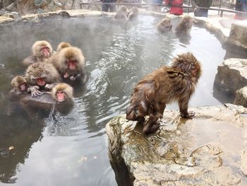 Monkeys on water