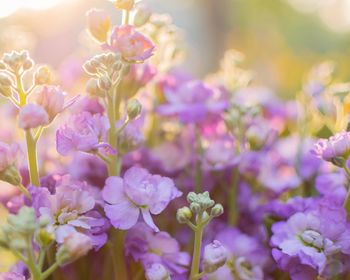 Close-up of purple flowering plants