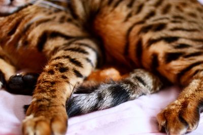 Close-up of tabby sleeping