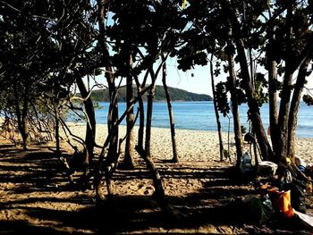 Palm trees on beach